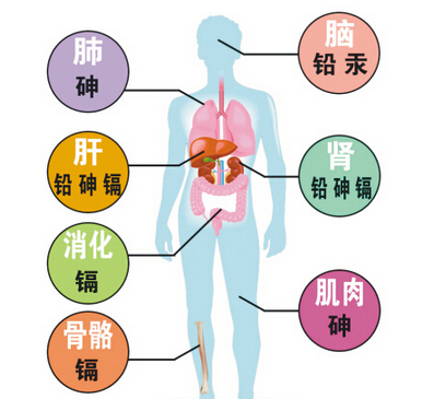 水中的重金属对人身体的伤害